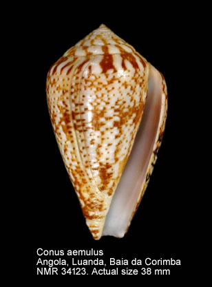 Conus aemulus.jpg - Conus aemulusReeve,1844
